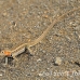 lizard_lava_galapagos_bar_h_0067_ecu0446.jpg